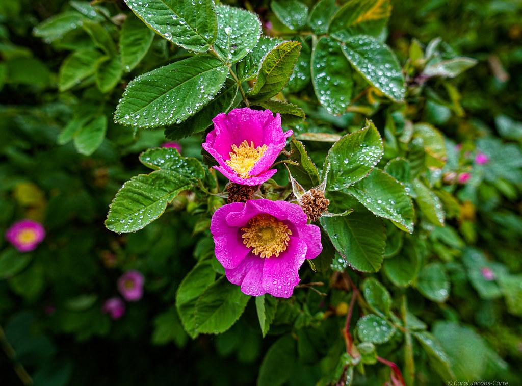 purple-pink flowers with yellow center, brown buds, green-red stems and green leaves 