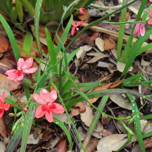Green stem with pink flowers and red centers and green leaves.