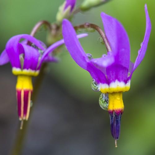 violet-yellow flowers with brown stems, light-green sepals and purple buds