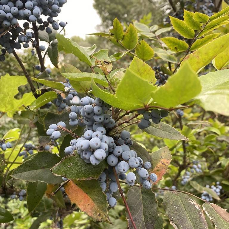 Mahonia aquifolium Image