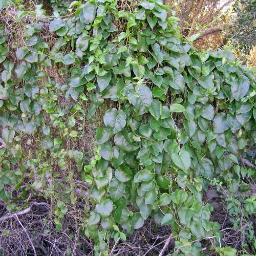 Grey-brown stems with green leaves.