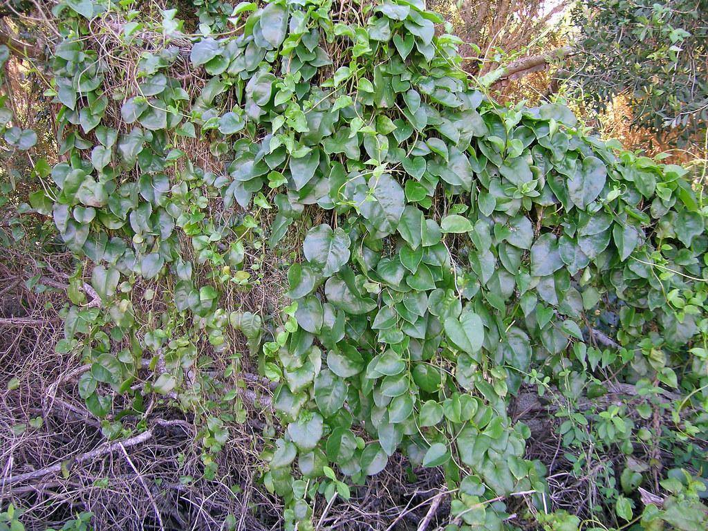Grey-brown stems with green leaves.