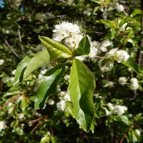 white flowers with white filaments and anthers, lime-green leaves and red-brown branches