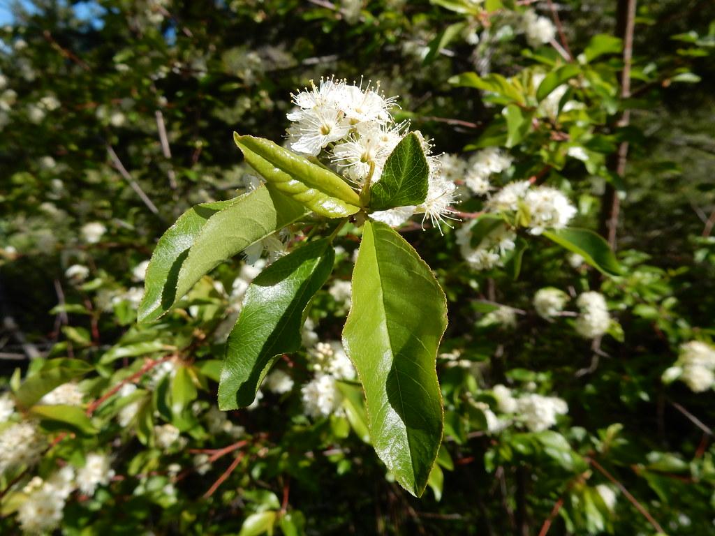 white flowers with white filaments and anthers, lime-green leaves and red-brown branches