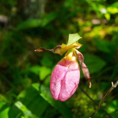 pink flower with lime-yellow sepals, foliage and brown stems