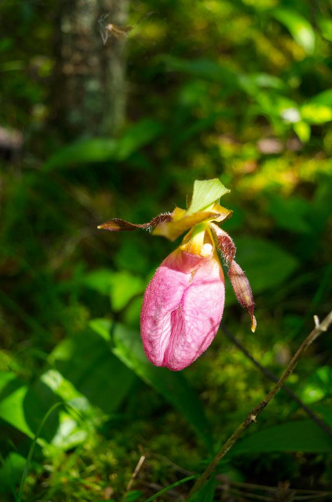 pink flower with lime-yellow sepals, foliage and brown stems