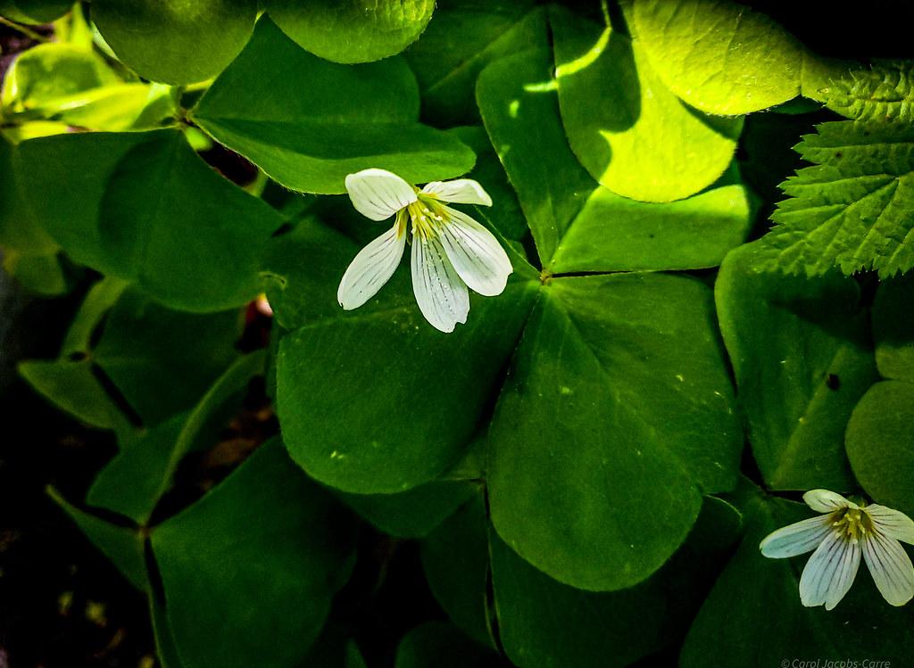 white flowers with yellow filaments, white anthers, green leaves and stems
