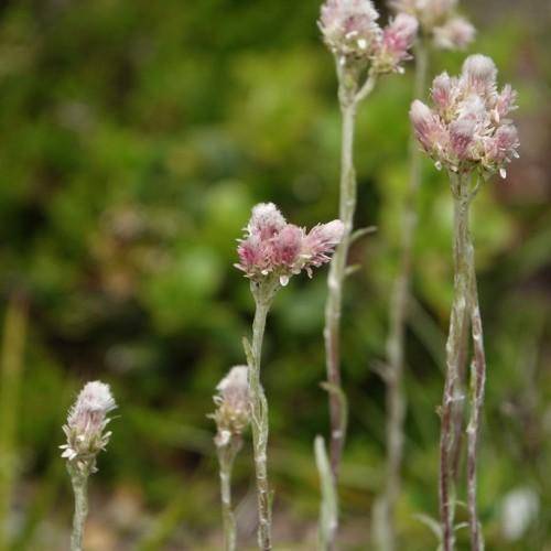 green-gray leaves, tiny, pink-white flowers on a green-purple-white stem.
