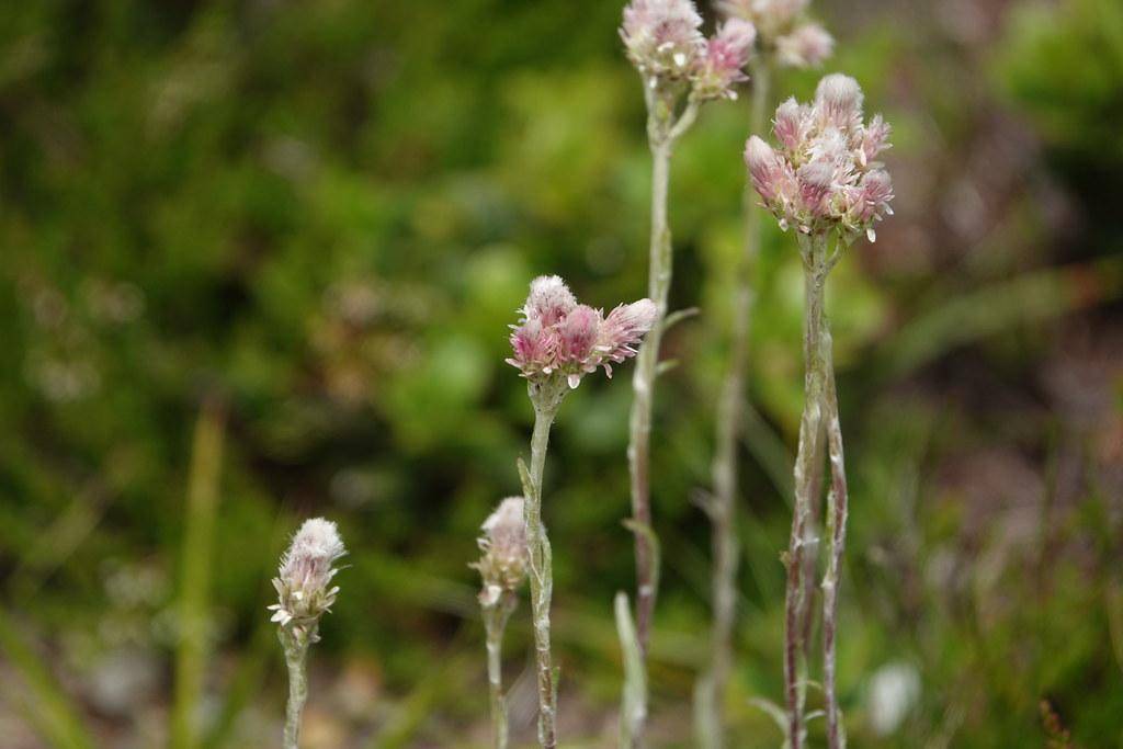 green-gray leaves, tiny, pink-white flowers on a green-purple-white stem.