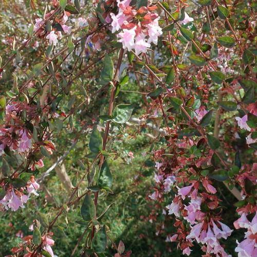 red twigs, red stem, full of dark-green leaves and  white-pink flowers. 