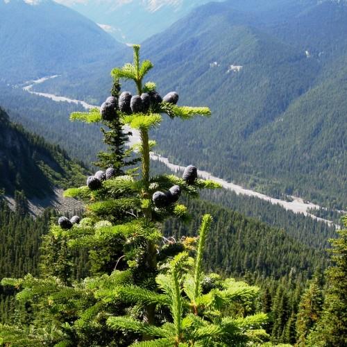 lime-green leaves with blue-black cones and brown-green branches