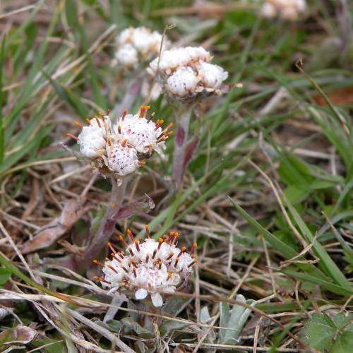 Gray-purple stem with white flowers and orange-brown stamens pointing out.