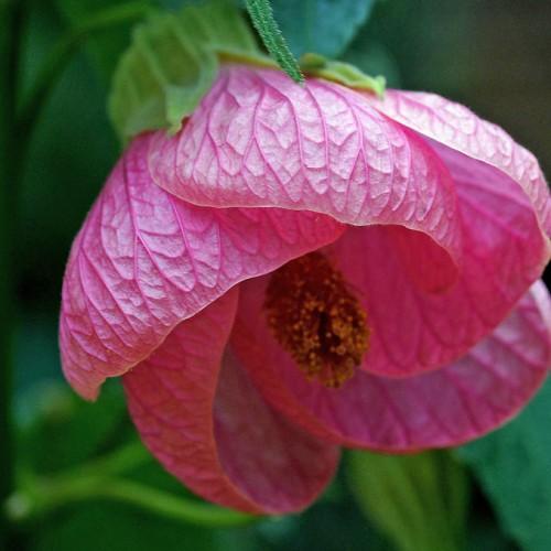 pink flowers with yellow-brown spadix, lime-green sepals, leaves and lime-green stems