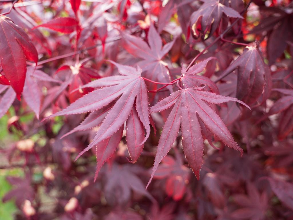 Red-maroon leaves, having prominent red-purple veins sticking out of red stems.