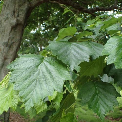 lime-green leaves with lime stems, gray branches and trunk
