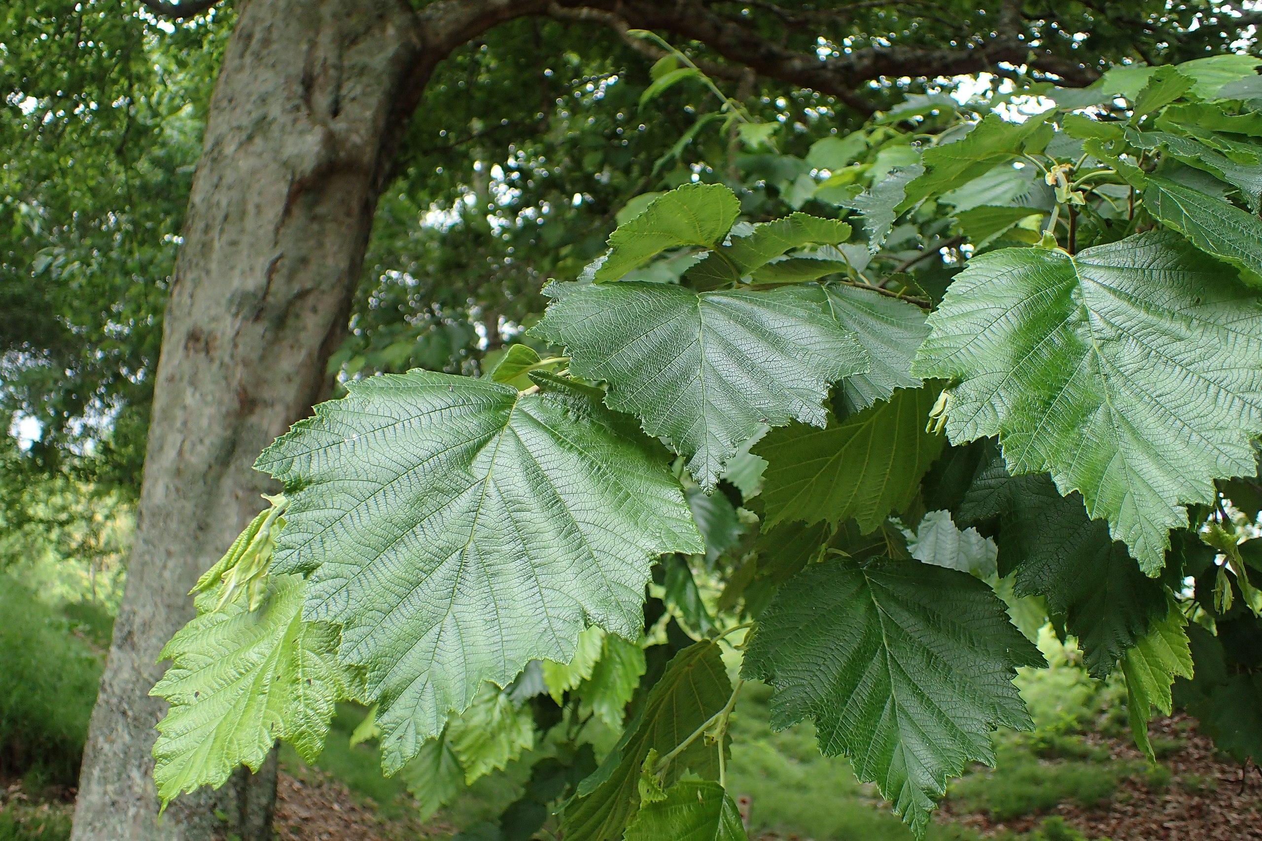 lime-green leaves with lime stems, gray branches and trunk