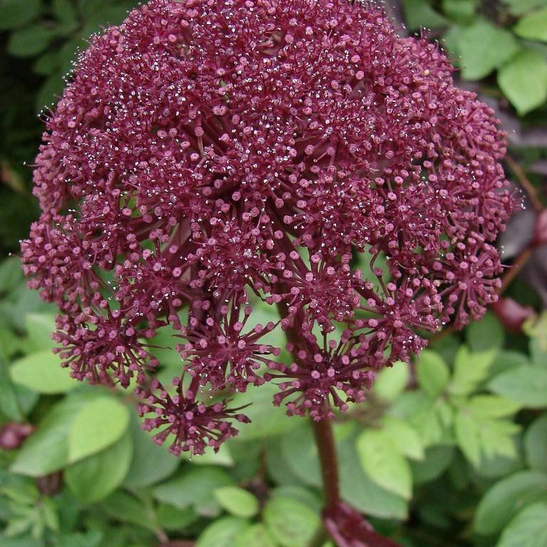 Giant Angelica Image