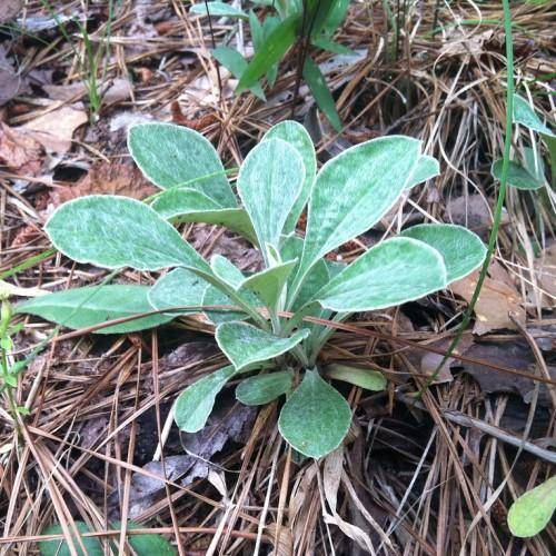 Woolly, white-green leaves in basal rosette.
