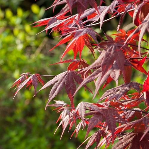Japanese maple tree with red leaves on burgundy stems.