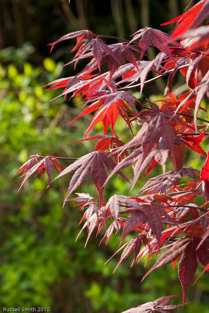 Japanese maple tree with red leaves on burgundy stems. 