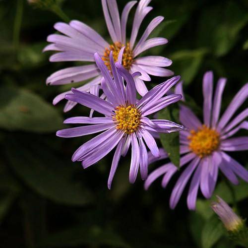 Purple flowers with yellow-orange anthers and green leaves on green stem.