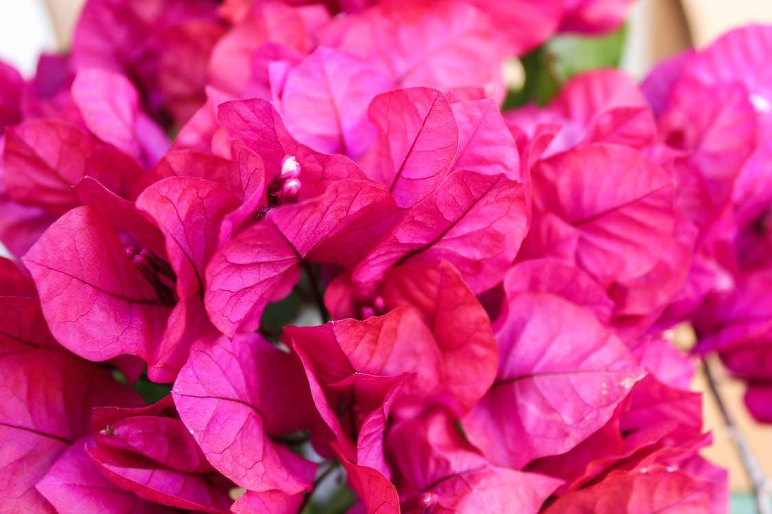 pink leaves with white-pink buds 