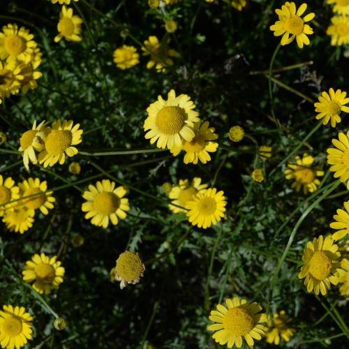 Vibrate yellow flowers and have dark yellow stamens and green stem.