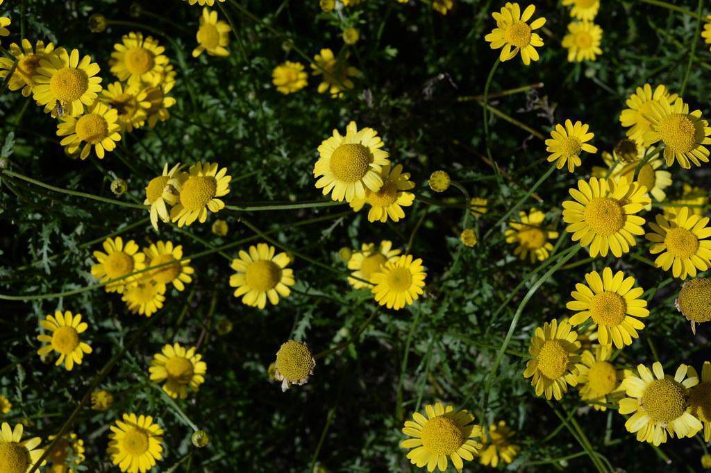 Vibrate yellow flowers and have dark yellow stamens and green stem.
