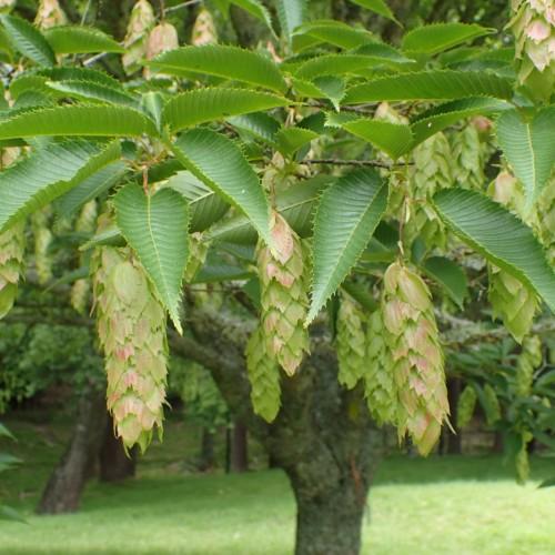lime-pink flowers with green leaves, gray-green bark and branches