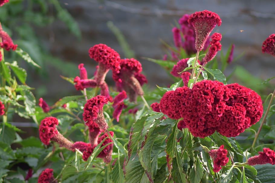 ruby flowers with red-green leaves and stems