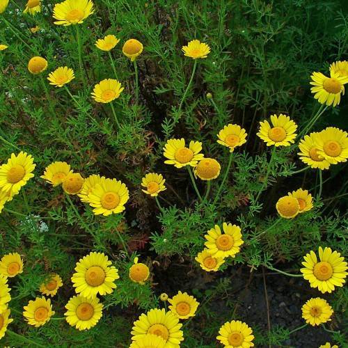 yellow flowers with dark-yellow center, green leaves and stems