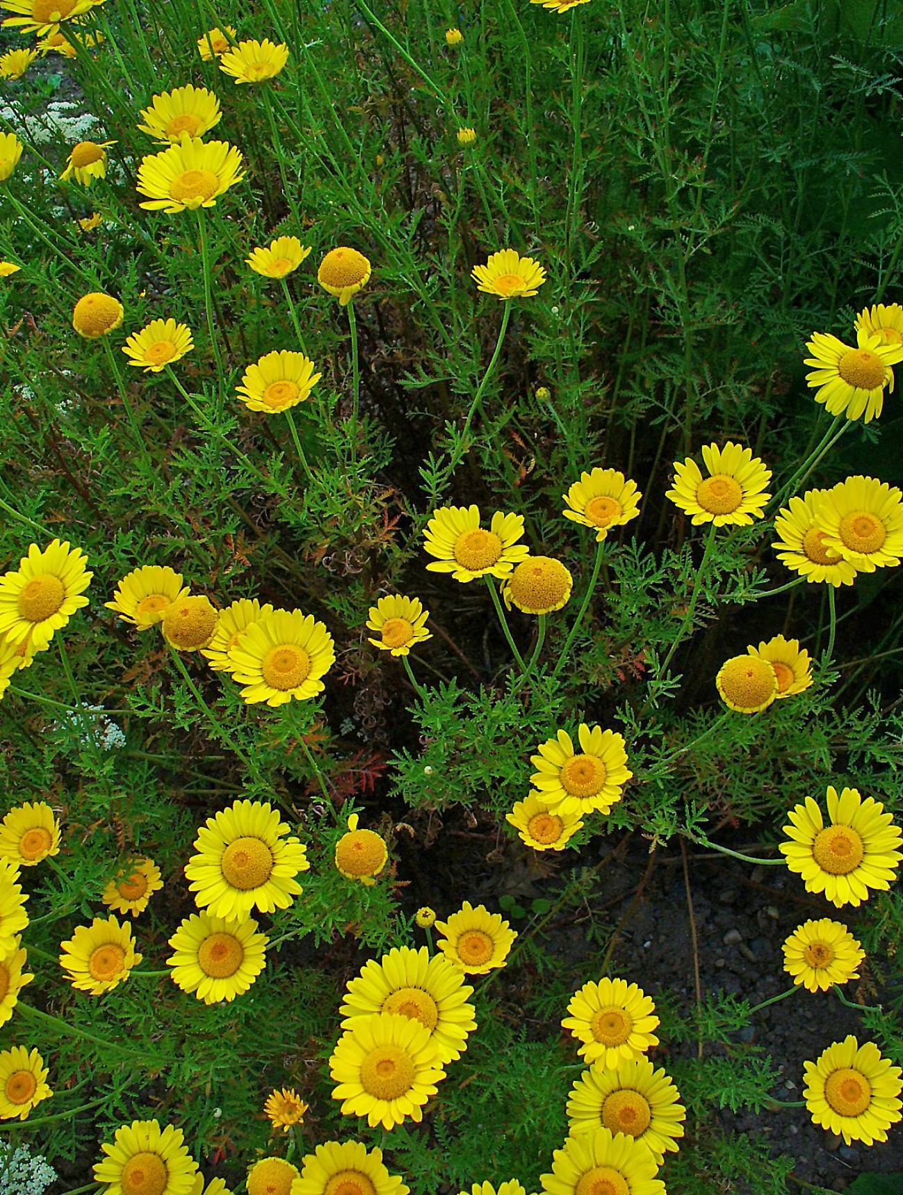 yellow flowers with dark-yellow center, green leaves and stems