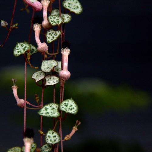 pink-white flowers with green-white leaves and burgundy-pink stems