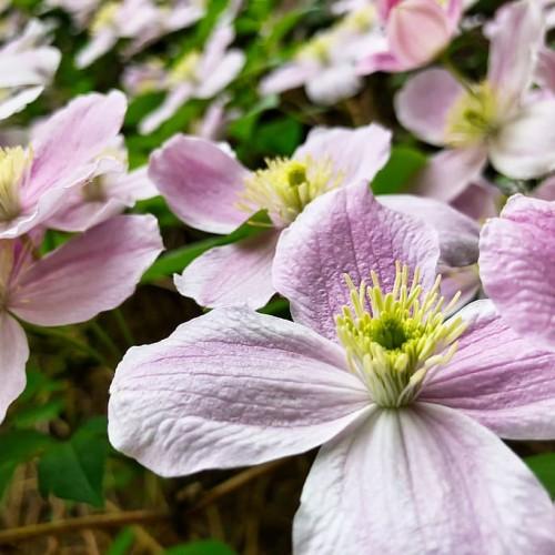 pink-white flowers with yellow anthers, white filaments, green center, leaves and brown stems