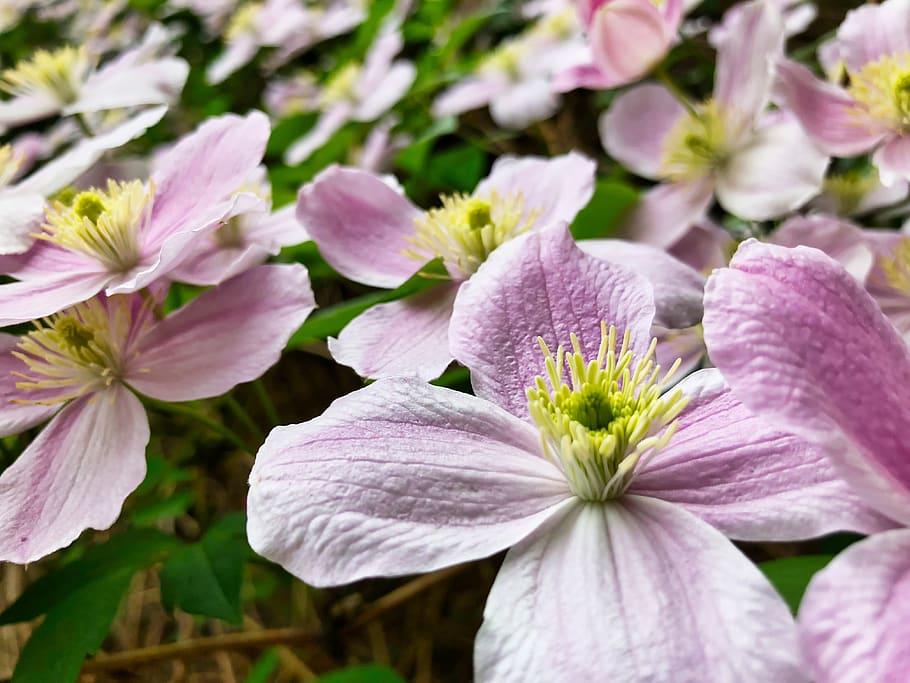 pink-white flowers with yellow anthers, white filaments, green center, leaves and brown stems