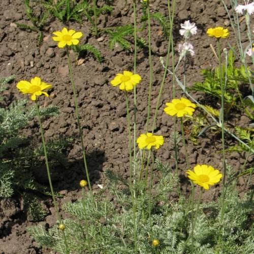 yellow flowers with dark-yellow center, light-green foliage and lime stems