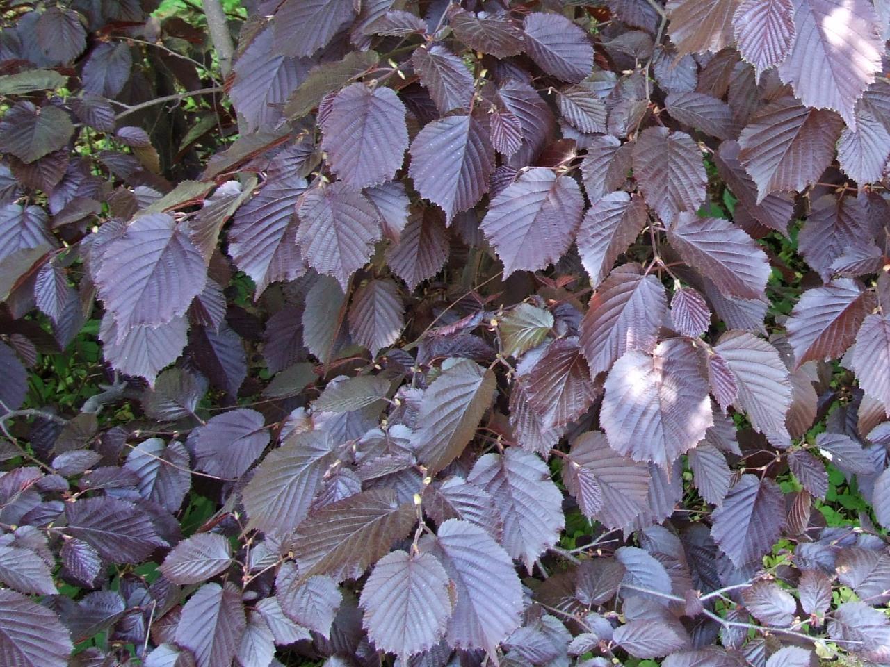 gray-pink leaves with gray-pink stems