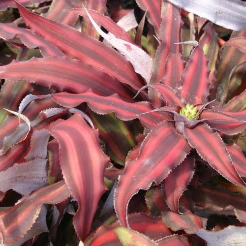 red-burgundy flowers with lime-yellow center