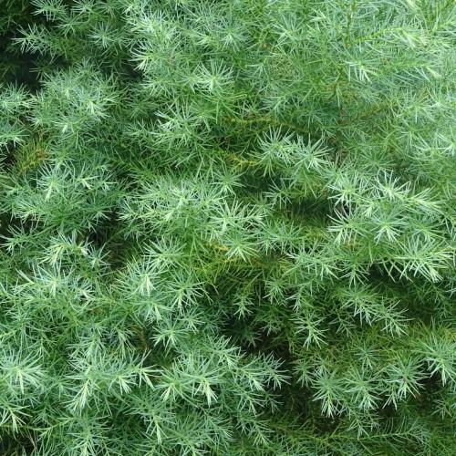 white-green foliage and stems