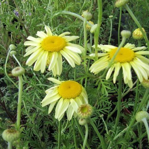 light-yellow flowers with yellow center, light-green buds, green leaves and stems