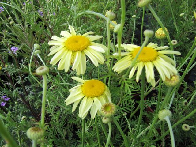 light-yellow flowers with yellow center, light-green buds, green leaves and stems