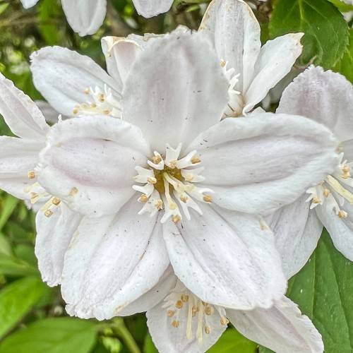 white flowers with white filaments and yellow anthers and dark-yellow center and green leaves