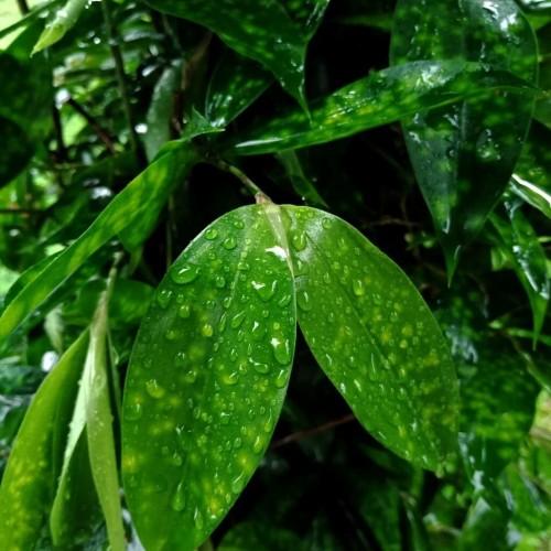 lime-green leaves with green stems