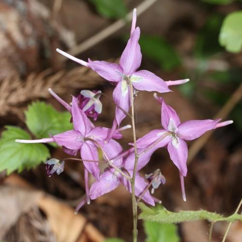 light-purple flowers with yellow-gray sepals, lime leaves and beige stems