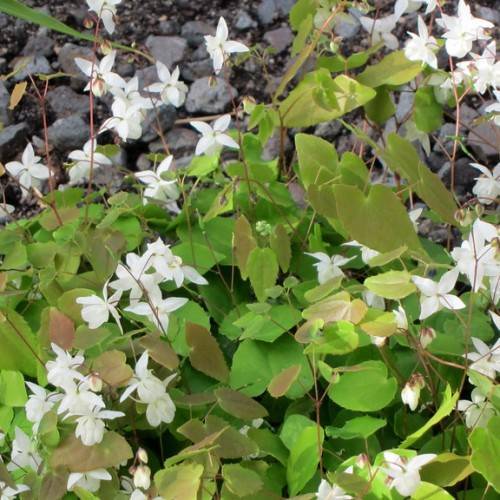white flowers and pink-green leaves on light-brown petioles and stems