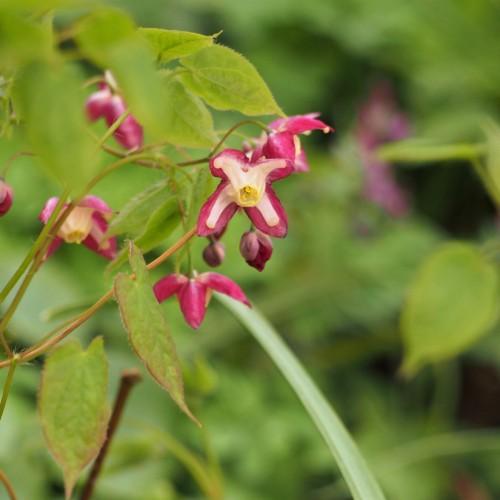 pink-white flowers with yellow stamens, burgundy buds, lime-pink leaves and green-brown stems