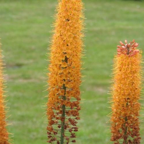 orange flowers with yellow stigmas, orange stamens, dark-pink buds and green stems