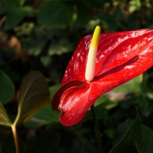 A green stalk with green leaves, red flowers, long yellow-white-orange spadix in the center.