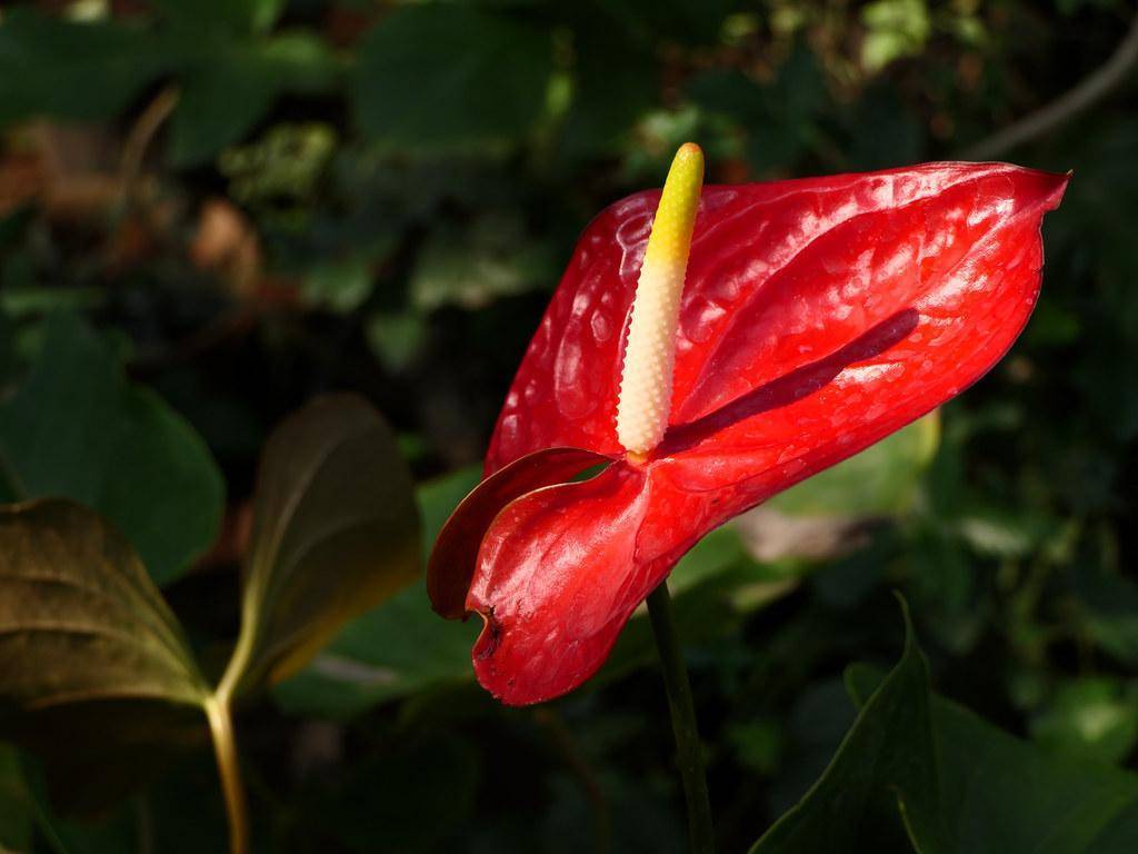 A green stalk with green leaves, red flowers, long yellow-white-orange spadix in the center.