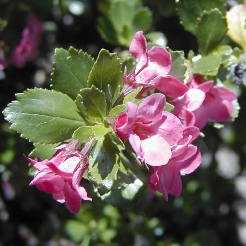 pink-white flowers with olive leaves and stems